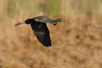 Ibis hnedy - Plegadis falcinellus - Glossy Ibis 0785